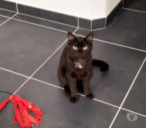 Chat RUBY à l adoption