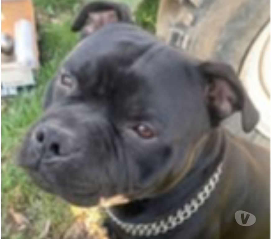 Don animaux Ardèche St Peray - 07130 - Photos Vivastreet Chien RAMSES à l adoption