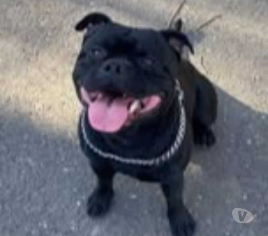 Don animaux Ardèche St Peray - 07130 - Photos Vivastreet Chien RAMSES à l adoption
