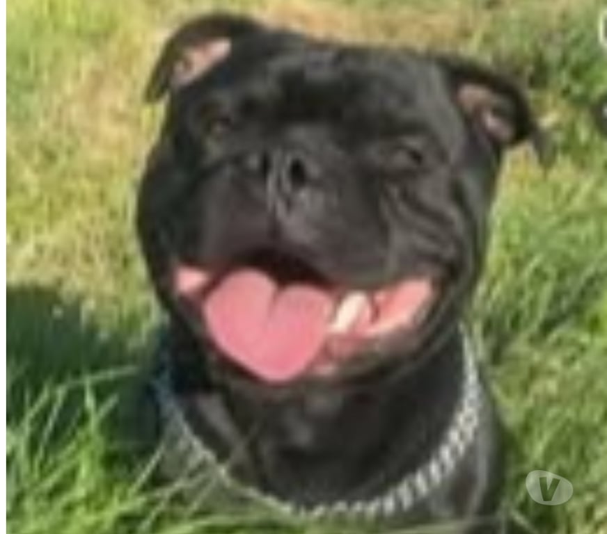 Don animaux Ardèche St Peray - 07130 - Photos Vivastreet Chien RAMSES à l adoption