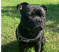 Chien RAMSES à l adoption
