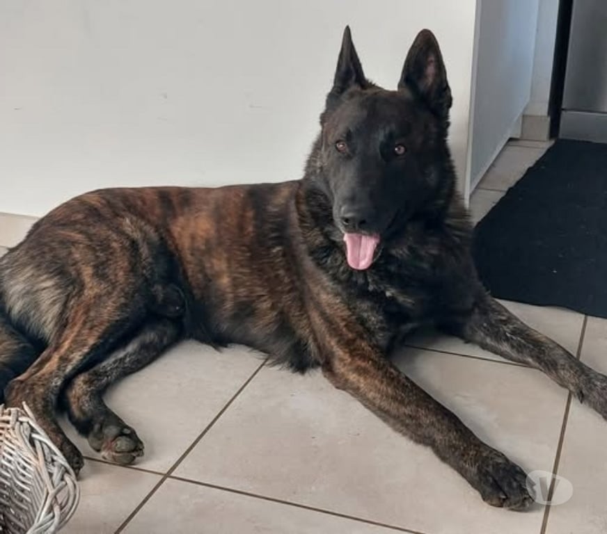 Don animaux Drôme Taulignan - 26770 - Photos Vivastreet Chien PEPPER à l adoption