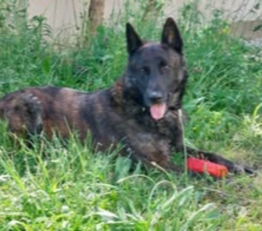 Don animaux Drôme Taulignan - 26770 - Photos Vivastreet Chien PEPPER à l adoption