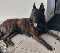 Chien PEPPER à l adoption
