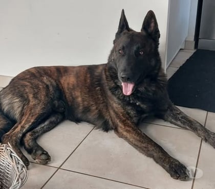 Adoption animaux Taulignan Drôme - Photos Vivastreet Chien PEPPER à l adoption