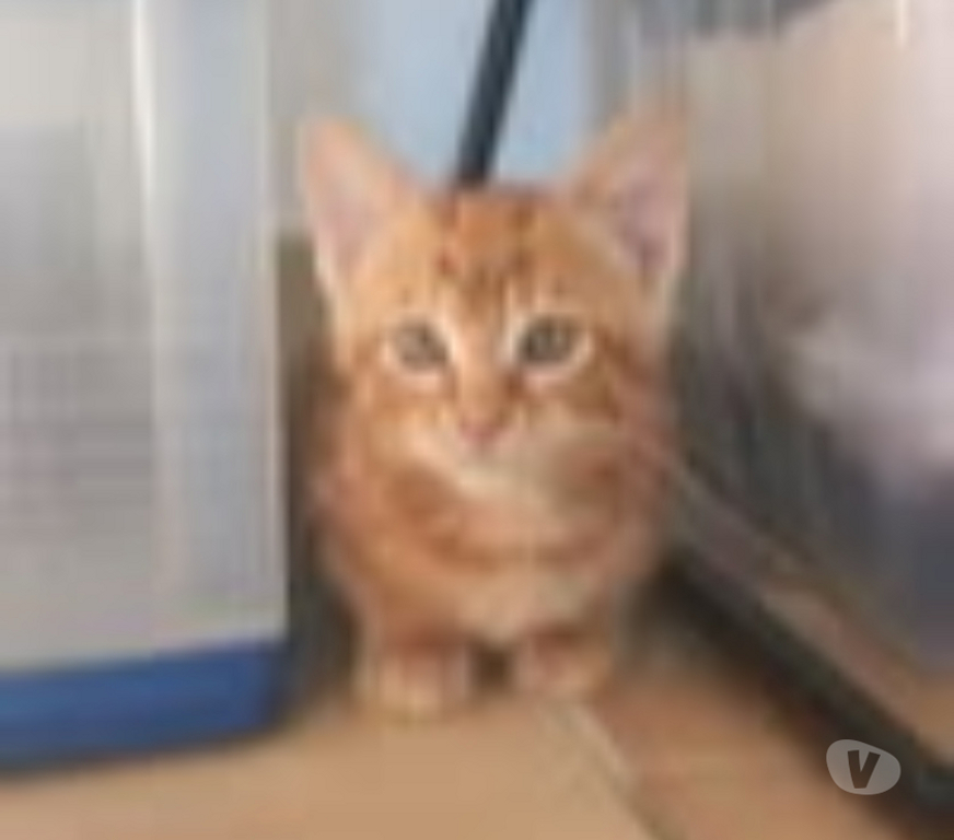 Don animaux Gard Lirac - 30126 - Photos Vivastreet Chat SIMBA à la réservation