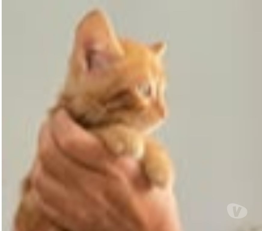 Don animaux Gard Lirac - 30126 - Photos Vivastreet Chat SIMBA à la réservation