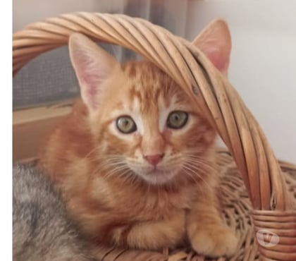 Adoption animaux Lirac Gard - Photos Vivastreet Chat SIMBA à la réservation