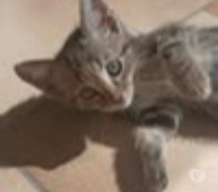 Don animaux Gard Lirac - 30126 - Photos Vivastreet Chat NINA à l adoption