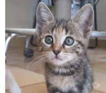 Chat NINA à l adoption