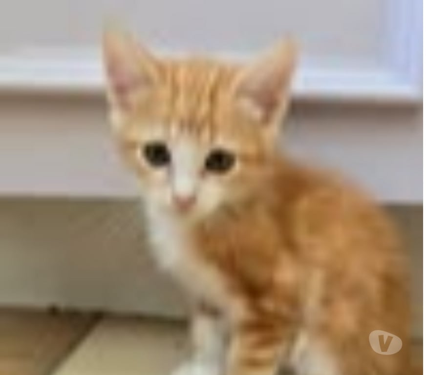Don animaux Gard Lirac - 30126 - Photos Vivastreet Chat GIZMO à la réservation