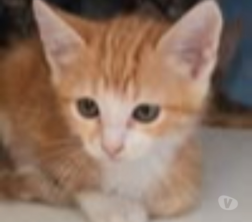 Don animaux Gard Lirac - 30126 - Photos Vivastreet Chat GIZMO à la réservation