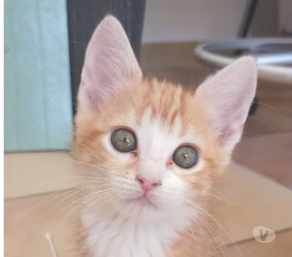 Don animaux Lirac Gard - Photos Vivastreet Chat GIZMO à la réservation