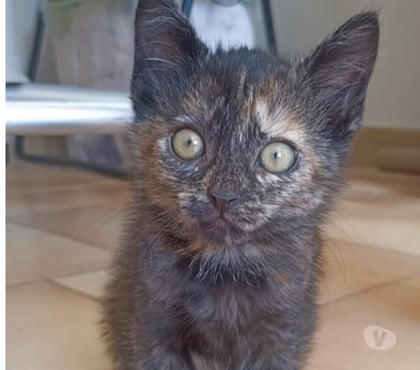 Adoption animaux Lirac Gard - Photos Vivastreet Chat LOLA à la réservation