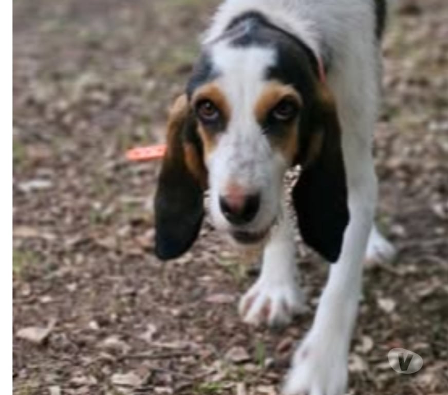 Don animaux Drôme Montsegur sur Lauzon - 26130 - Photos Vivastreet Chien ORPHEE à l adoption
