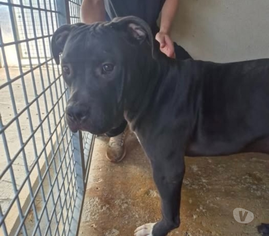 Don animaux Bouches-du-Rhône Marseille - Photos Vivastreet Chien VIKING à l adoption
