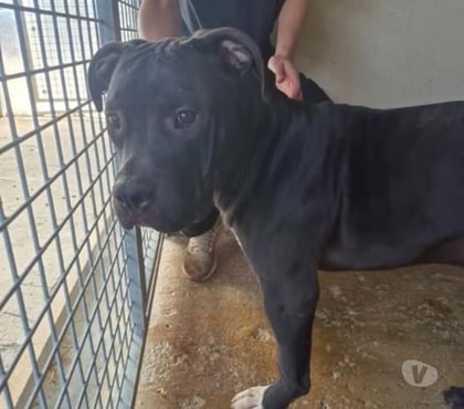 Don Marseille Marseille - Photos Vivastreet Chien VIKING à l adoption