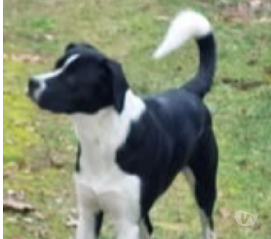 Don animaux Ardèche Le Cheylard - 07160 - Photos Vivastreet Chien ZEN à l adoption