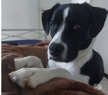 Don animaux Le Cheylard Ardèche - Photos Vivastreet Chien ZEN à l adoption