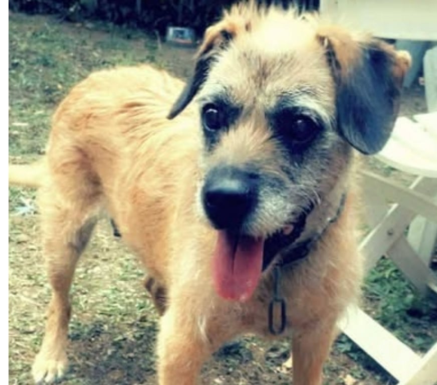 Don animaux Ardèche St Barthelemy Grozon - 07270 - Photos Vivastreet Chien LILA à l adoption