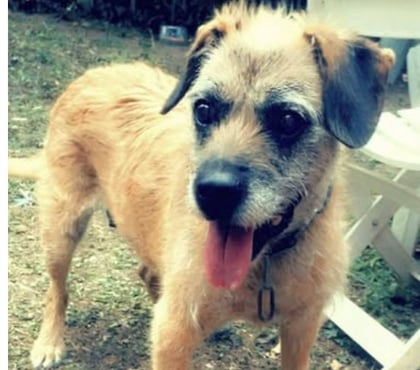 Don animaux St Barthelemy Grozon Ardèche - Photos Vivastreet Chien LILA à l adoption