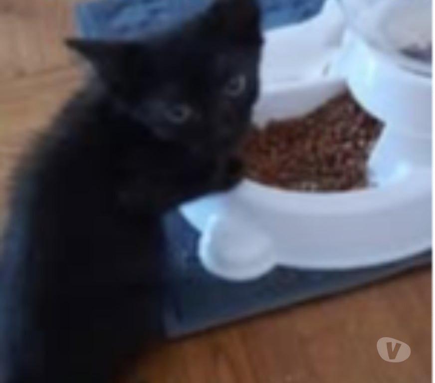 Don animaux Ardèche Chomerac - 07210 - Photos Vivastreet Chat TOFFEE à l adoption