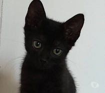 Chat TOFFEE à l adoption