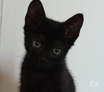 Adoption animaux Chomerac Ardèche - Photos Vivastreet Chat TOFFEE à l adoption