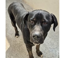 ARTISTE, chien type labrador 2 ans non lof