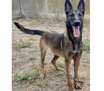 ABIGAELLE, chienne type malinoise 1 an non lof