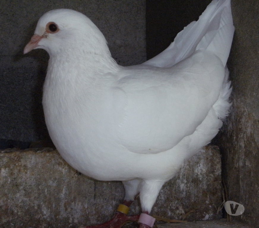 Vente Seine-et-Marne Bagneaux sur Loing - 77167 - Photos Vivastreet Pigeons reproducteurs hubbell blanc