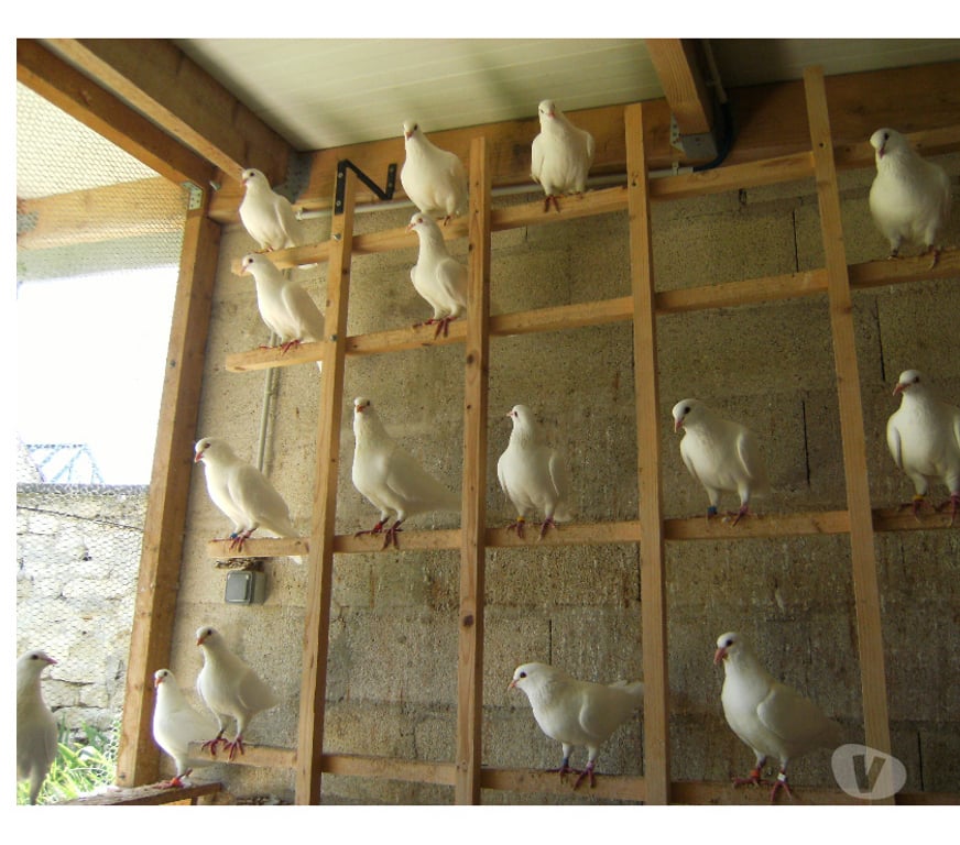 Vente Seine-et-Marne Bagneaux sur Loing - 77167 - Photos Vivastreet Pigeons reproducteurs hubbell blanc