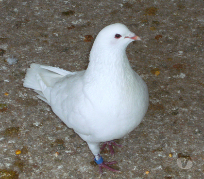 Vente animaux Bagneaux sur Loing Seine-et-Marne - Photos Vivastreet Pigeons reproducteurs hubbell blanc
