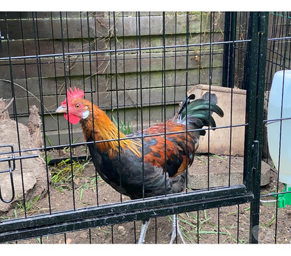 Vente Beauchamps sur Huillard Loiret - Photos Vivastreet Coq GAULOIS disponible