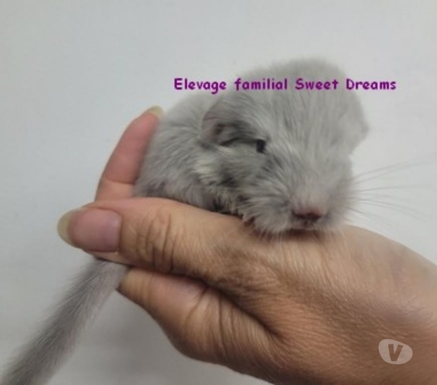 Vente Bas-Rhin Strasbourg - Photos Vivastreet 2 nouveaux-nés chinchillas chocolats (rarissimes)