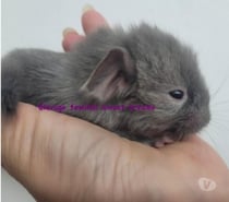 2 nouveaux-nés chinchillas chocolats (rarissimes)