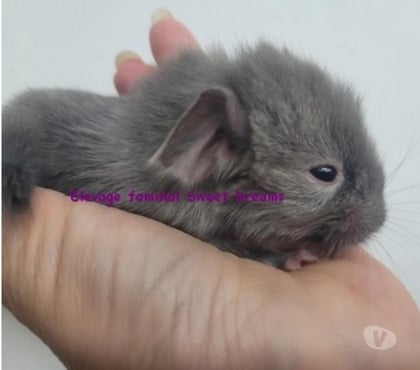 Vente animaux Strasbourg Strasbourg - Photos Vivastreet 2 nouveaux-nés chinchillas chocolats (rarissimes)