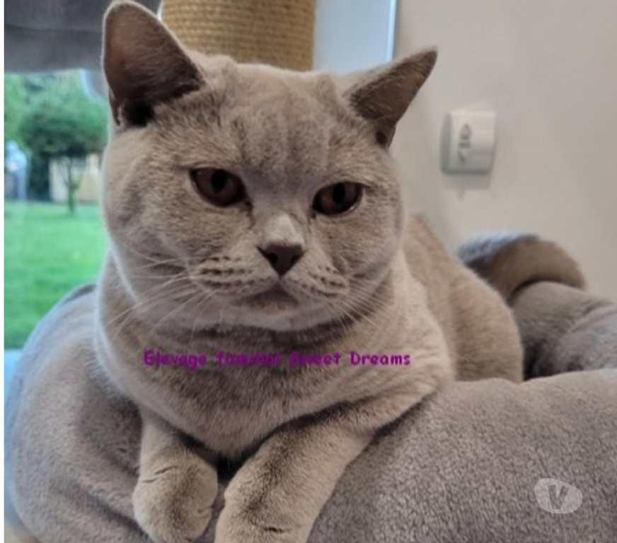 Vente Marne Reims - Photos Vivastreet Bébé british shorthair 3 mois bleue LOOF élevage familial