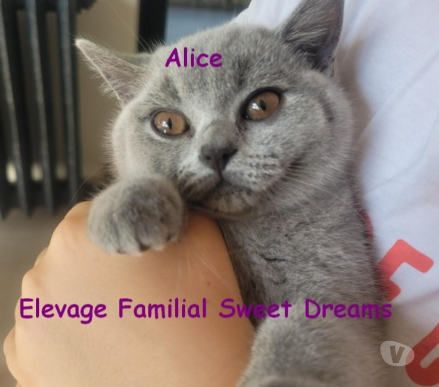 Vente Marne Reims - Photos Vivastreet Bébé british shorthair 3 mois bleue LOOF élevage familial