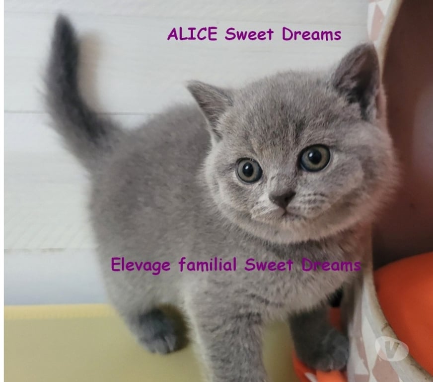 Vente Marne Reims - Photos Vivastreet Bébé british shorthair 3 mois bleue LOOF élevage familial