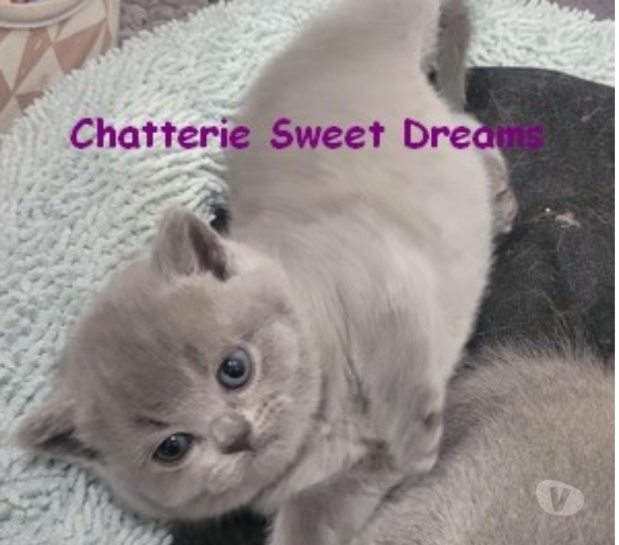 Vente Marne Reims - Photos Vivastreet Bébé british shorthair 3 mois bleue LOOF élevage familial