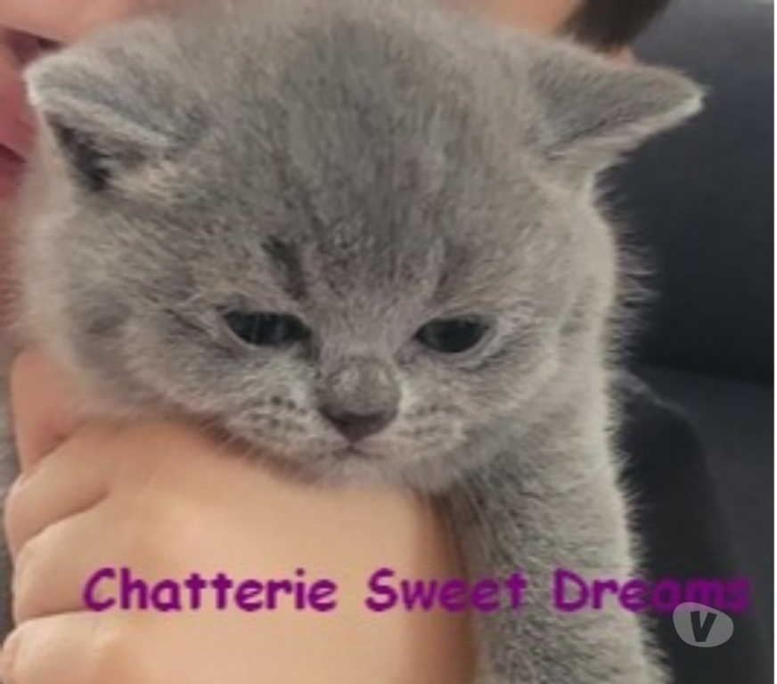 Vente Marne Reims - Photos Vivastreet Bébé british shorthair 3 mois bleue LOOF élevage familial
