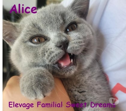 Vente animaux Reims Marne - Photos Vivastreet Bébé british shorthair 3 mois bleue LOOF élevage familial