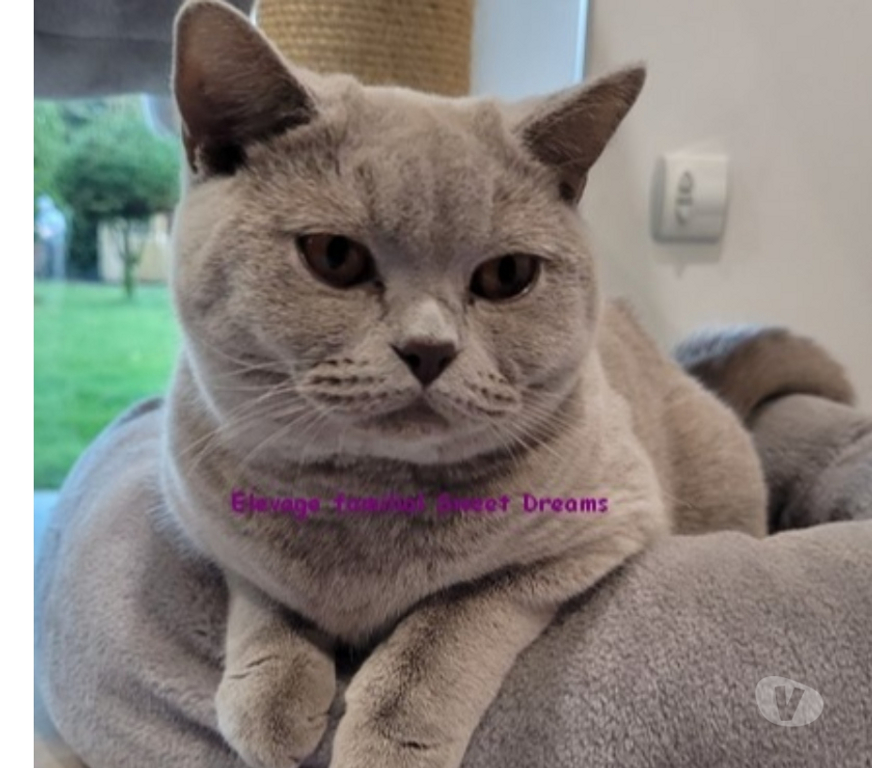 Vente Marne Reims - Photos Vivastreet Bébé british shorthair 3 mois bleue LOOF élevage familial