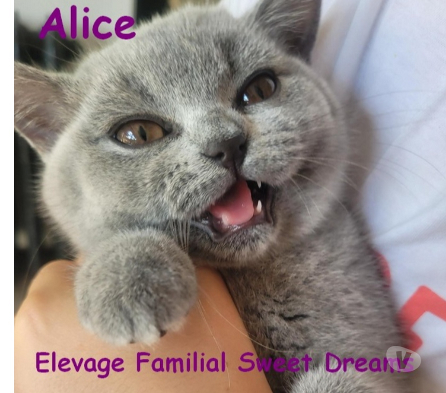 Vente Marne Reims - Photos Vivastreet Bébé british shorthair 3 mois bleue LOOF élevage familial