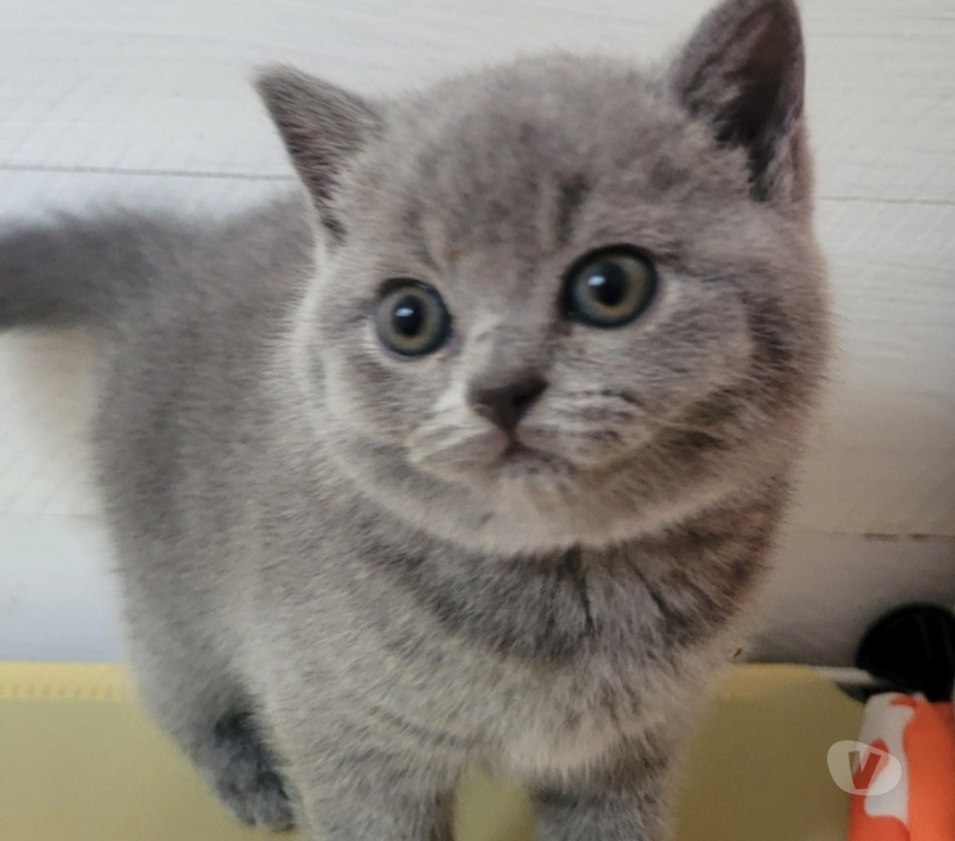 Vente Marne Reims - Photos Vivastreet Bébé british shorthair 3 mois bleue LOOF élevage familial