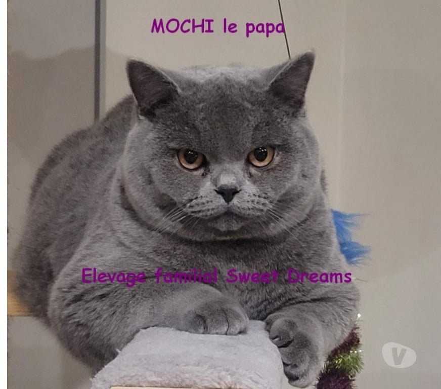 Vente Marne Reims - Photos Vivastreet Bébé british shorthair 3 mois bleue LOOF élevage familial