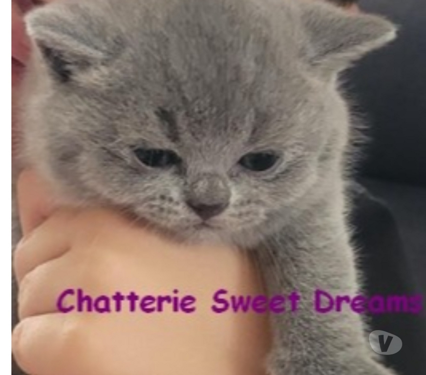 Vente Marne Reims - Photos Vivastreet Bébé british shorthair 3 mois bleue LOOF élevage familial