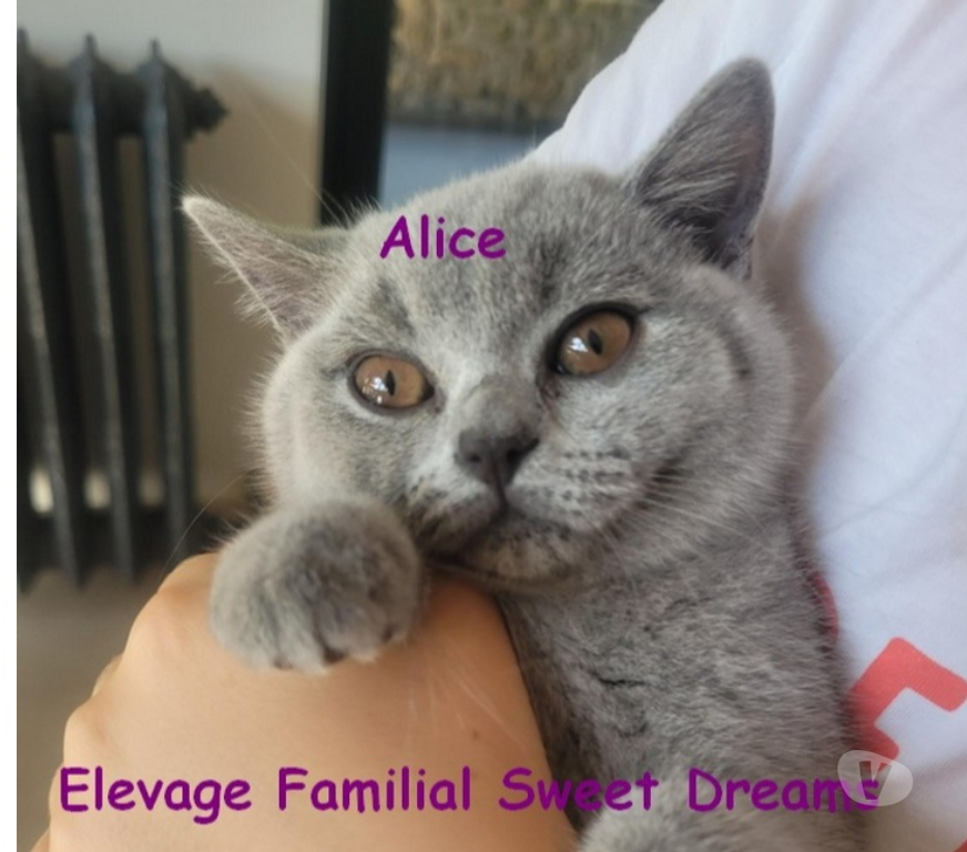 Vente Marne Reims - Photos Vivastreet Bébé british shorthair 3 mois bleue LOOF élevage familial
