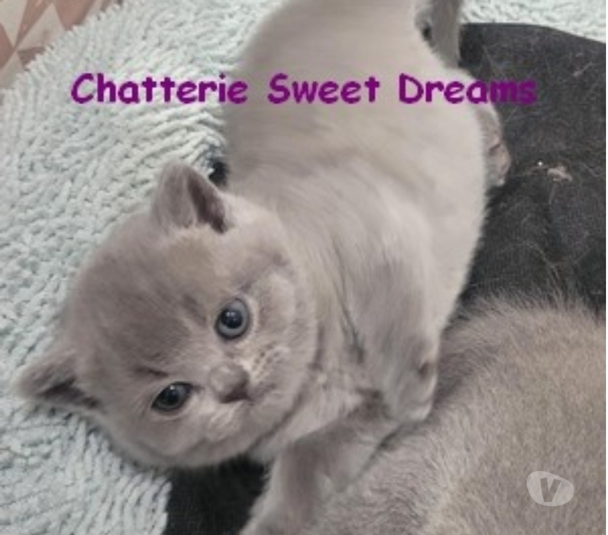 Vente Marne Reims - Photos Vivastreet Bébé british shorthair 3 mois bleue LOOF élevage familial